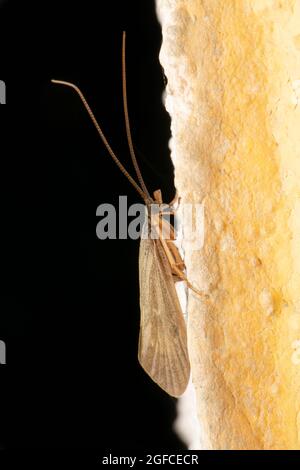 India meal moth, Plodia species, Satara, Maharashtra, India Stock Photo