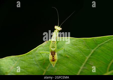 Dorsal view of Green flower mantis, Euantissa pulchra, Satara, Maharashtra, India