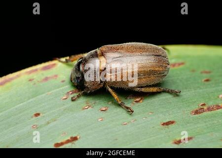 Dung beetles are beetles that feed on feces, Satara, Maharashtra, India Stock Photo