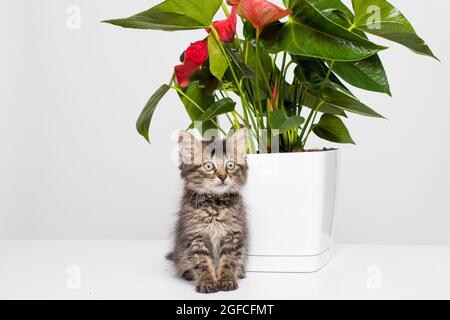 Cute striped gray kitten sits near a flower houseplant in a white pot on a white background with room for text. Stock Photo