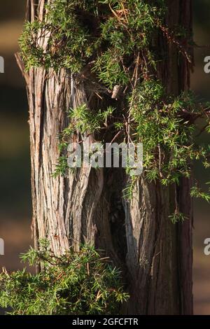 A trunk of an old juniper closeup Stock Photo
