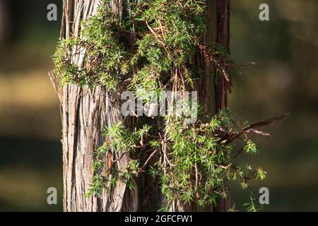 A trunk of an old juniper closeup Stock Photo