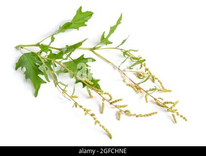 Atriplex tatarica is a species of plant belonging to the family Amaranthaceae. Stock Photo