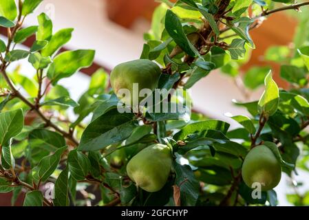Ficus pumila. creeping fig Stock Photo