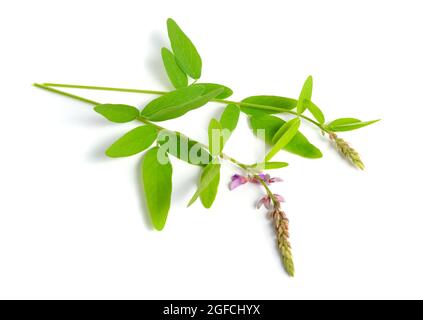 Desmodium canadense. Its common names include showy tick-trefoil, Canadian tick-trefoil, and Canada tickclover. Stock Photo