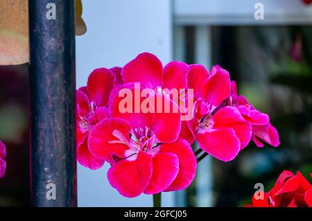 Pelargonium peltatum. ivy-leaved pelargonium Stock Photo