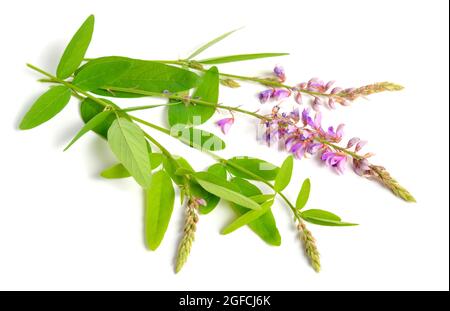 Desmodium canadense. Its common names include showy tick-trefoil, Canadian tick-trefoil, and Canada tickclover. Stock Photo