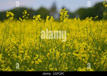 A close up of a yellow rapeseed field Stock Photo