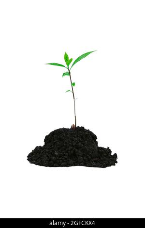 Close-up of a sapling of a tree emerging from a mound isolated on a white background. Stock Photo