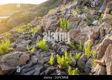 Golden Samphire or Limbarda crithmoides yellow flowers blooming on sea cliff at sunset in Wales, the UK Stock Photo