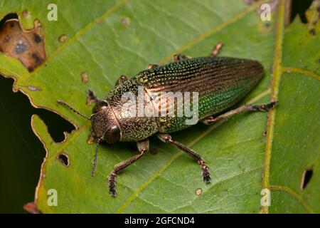 Wood boring beetle, Buprestis splendens, Buprestidae,Pune, Maharashtra, India Stock Photo