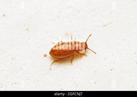 Hairy Fungus Beetle (Typhaea stercorea Stock Photo - Alamy