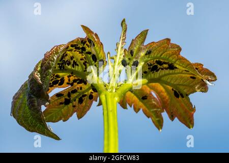 Aphids on a leaf, a pest and parasite of the garden, spoils the leaves of plants, reduces productivity Stock Photo