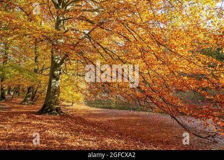 Trees show off there Autumn fall colours Stock Photo