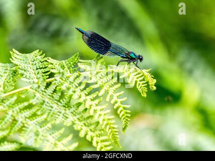 Male Banded Demoiselle, Calopteryx splendens, damselfly perched on a leaf, Chesterfield Canal, UK Stock Photo