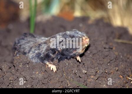 Middle East blind mole-rat Stock Photo