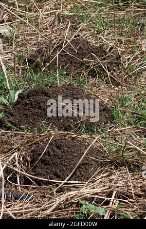 Soil mounds of the Middle East blind mole-rat Stock Photo