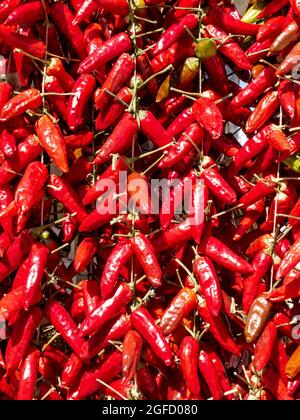 dried and hanging red chillies in the popular market of Vieste, in the Gargano area, in Italy Stock Photo