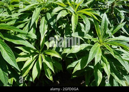 Foliage in Hyde Park, London, UK Stock Photo