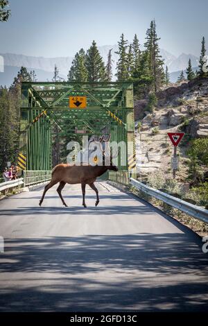 View of a wild reindeer crossing the road in the outdoors of Jasper National park in Canada. Stock Photo