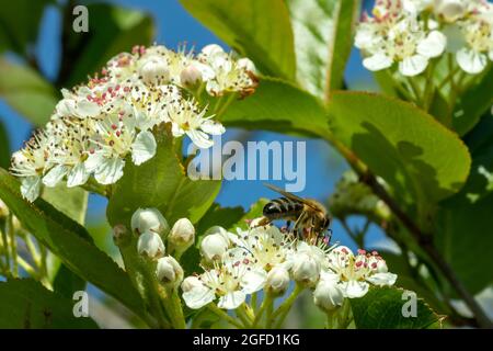 Blooming chokeberry in the garden. A bee sits on a chokeberry flower Stock Photo
