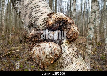 Suvel disease on a birch tree, close-up photo for design and creativity. Stock Photo