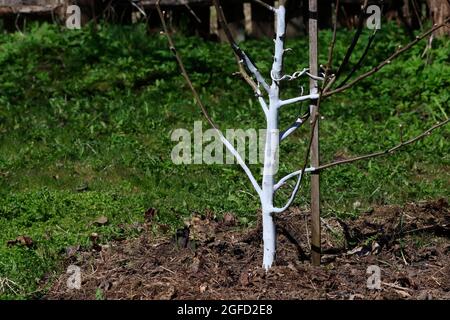 A seedling of a young fruit tree treated with whitewash from pests. Stock Photo