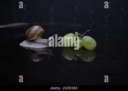 Grape snail and grape berries on a dark background Stock Photo