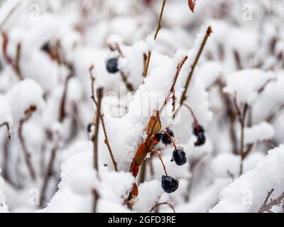 Thorny branches of trimmed bushes are covered with fresh snow. Copy space background Stock Photo