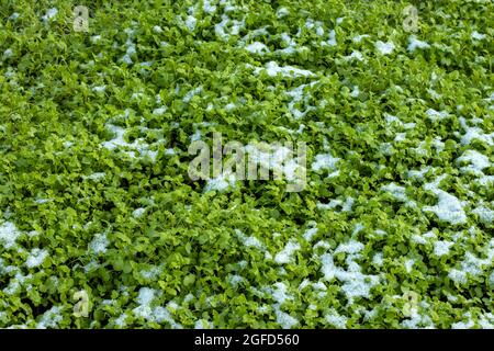 Green siderat plants grow in the garden in autumn and are covered with snow. Fertilizer for the soil. Stock Photo