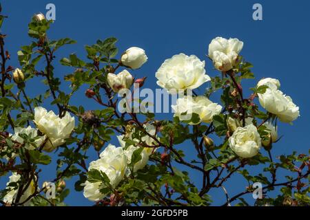 White spray roses against the blue sky, beautiful floral background of white flowers Stock Photo