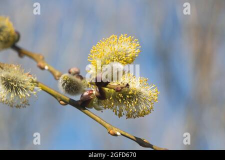 Close-up on the catkins of a goat willow Stock Photo