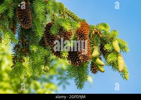 Spruce branch with cones and young bright green needles. Beautiful holiday photo for postcard, calendar and desktop Stock Photo