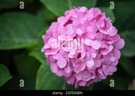 Pink camellia flower head close up view in Chengdu, Sichuan province, China Stock Photo