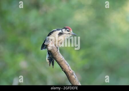 Great Spotted Woodpecker, High Batts Nature Reserve, near Ripon, North Yorkshire Stock Photo