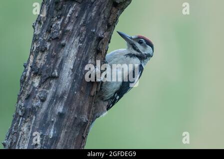 Great Spotted Woodpecker, High Batts Nature Reserve, near Ripon, North Yorkshire Stock Photo