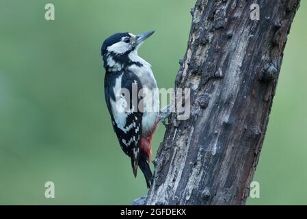 Great Spotted Woodpecker, High Batts Nature Reserve, near Ripon, North Yorkshire Stock Photo