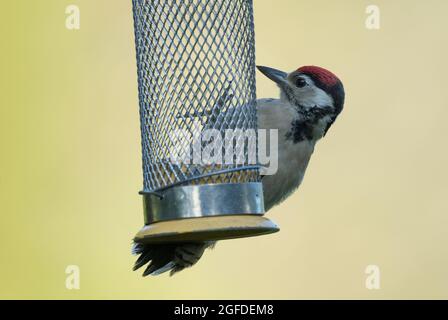 Great Spotted Woodpecker, High Batts Nature Reserve, near Ripon, North Yorkshire Stock Photo