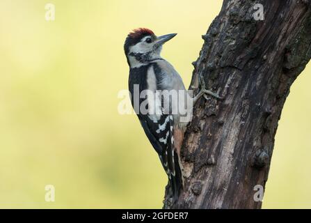 Great Spotted Woodpecker, High Batts Nature Reserve, near Ripon, North Yorkshire Stock Photo