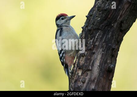 Great Spotted Woodpecker, High Batts Nature Reserve, near Ripon, North Yorkshire Stock Photo