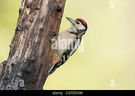 Great Spotted Woodpecker, High Batts Nature Reserve, near Ripon, North Yorkshire Stock Photo