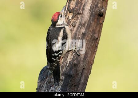 Great Spotted Woodpecker, High Batts Nature Reserve, near Ripon, North Yorkshire Stock Photo