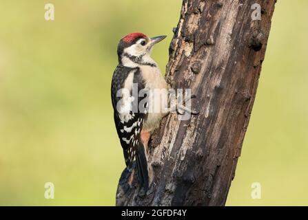 Great Spotted Woodpecker, High Batts Nature Reserve, near Ripon, North Yorkshire Stock Photo