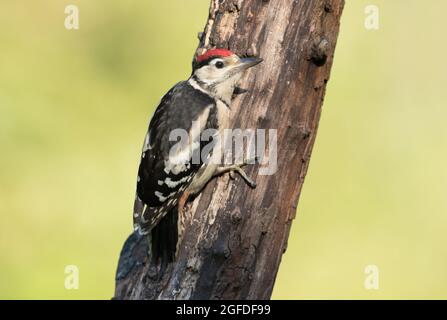 Great Spotted Woodpecker, High Batts Nature Reserve, near Ripon, North Yorkshire Stock Photo