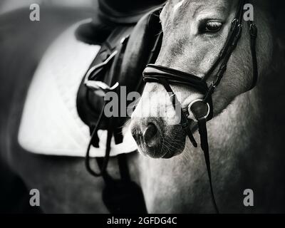 A black-and-white portrait of a beautiful horse with a bridle on its muzzle and a saddle and stirrup on its back. Ammunition for equestrian sports. Ho Stock Photo