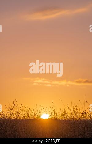 Grass on top of the North Sea dyke at Westerhever village in the evening sun, peninsula Eiderstedt, North Frisia, Schleswig-Holstein, North Germany Stock Photo