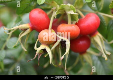 Close-up of Rose Hips / Rosa Rugosa Stock Photo