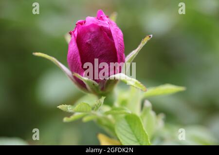 Close-up of a Magneta Coloured Rose  -  Rosa  Roseraie De LHay / Rugosa Rosa  - an old antique rose variety dating from 1861 Stock Photo