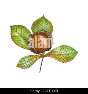 Chestnut autumn sketch color, vector hand drawing with colored pencils, branch with leaves and fruit, isolated on white background. Vector illustration Stock Vector