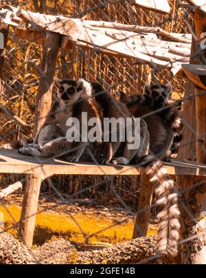 Image showcasing Closeup shot of a lemur in a cage Stock Photo - Alamy